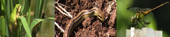 長靴をはいた獅子たち・写真5